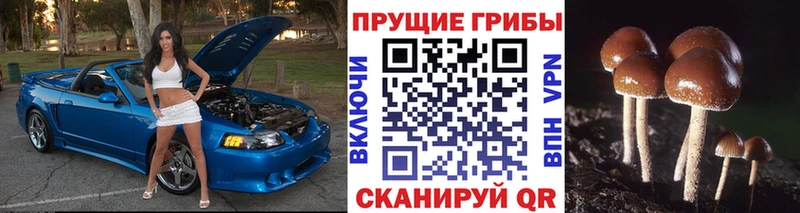 купить наркотики сайты  Ершов  Псилоцибиновые грибы мухоморы 